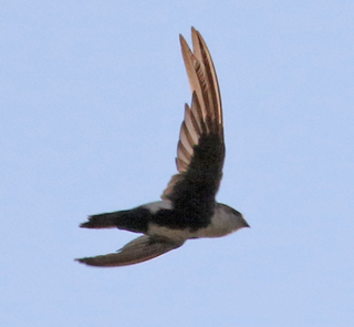 White-throated swift