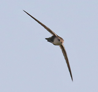 White-throated swift