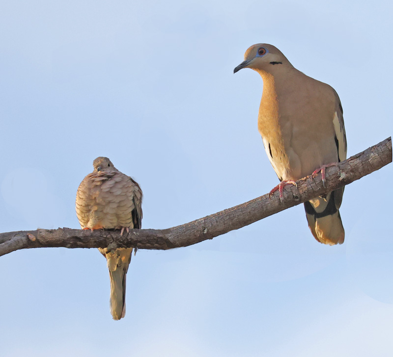 White-winged Dove