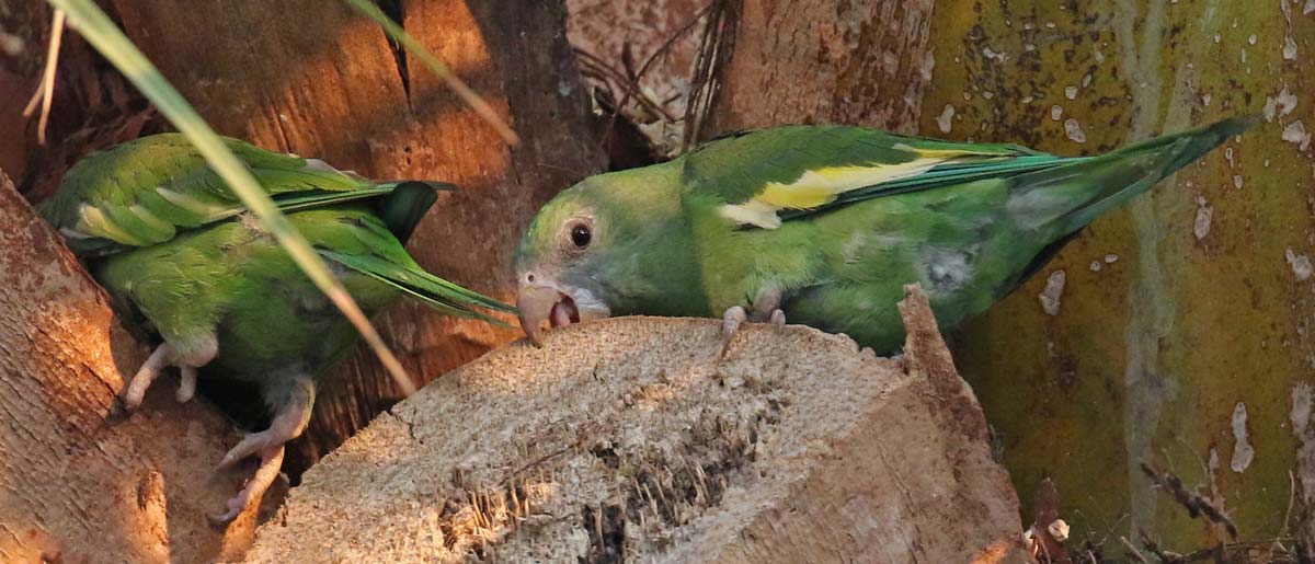 White-winged Parakeet