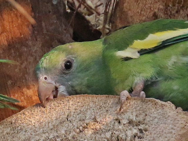 White-winged Parakeet