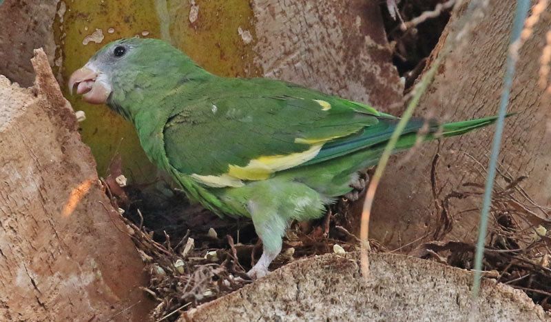 White-winged Parakeet