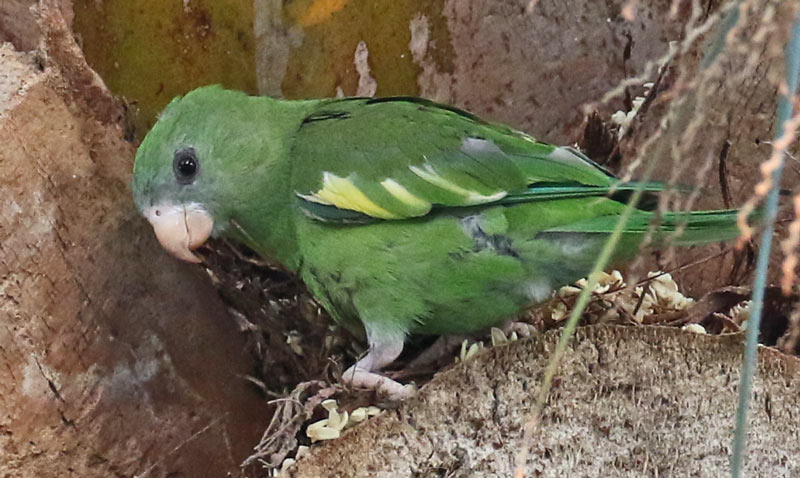 White-winged Parakeet