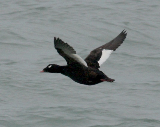 White-winged Scoter