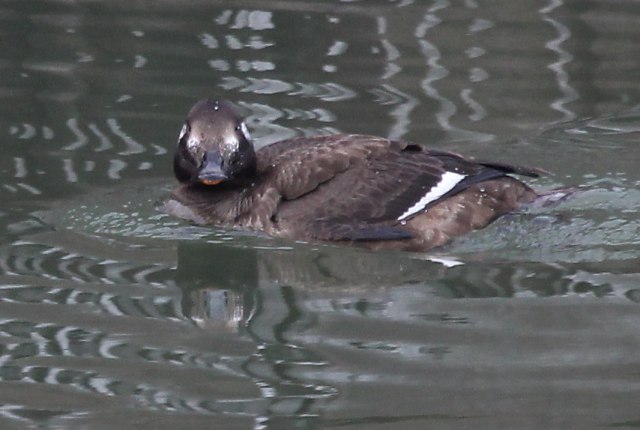 White-winged Scoter