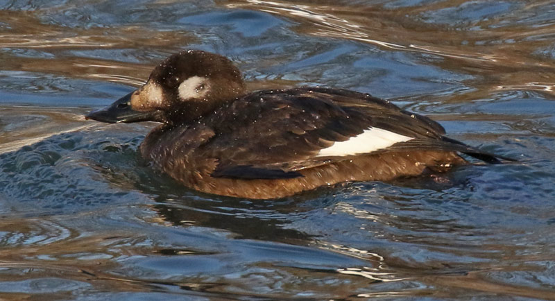White-winged Scoter