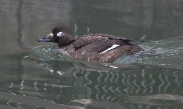 White-winged Scoter