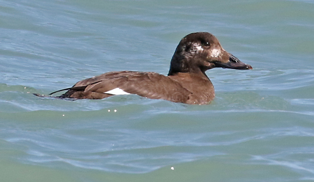 White-winged Scoter