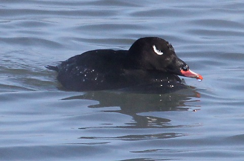 White-winged Scoter (adult male)