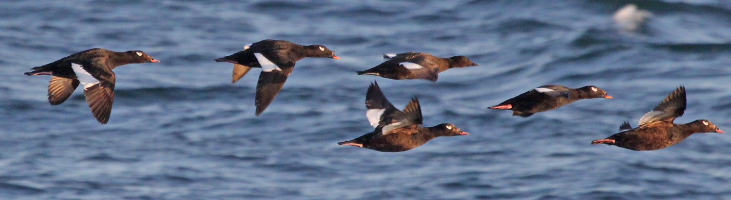 Stejneger's Scoter - Gambell, St. Lawrence Island, Alaska - May, 2016 Scoter