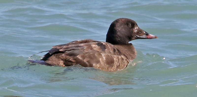 White-winged Scoter