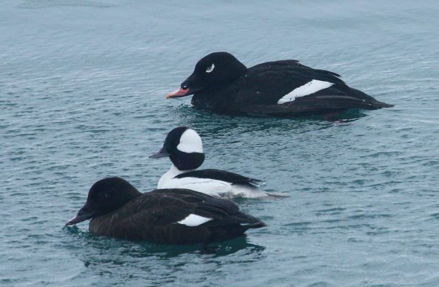White-winged Scoter (adult male)
