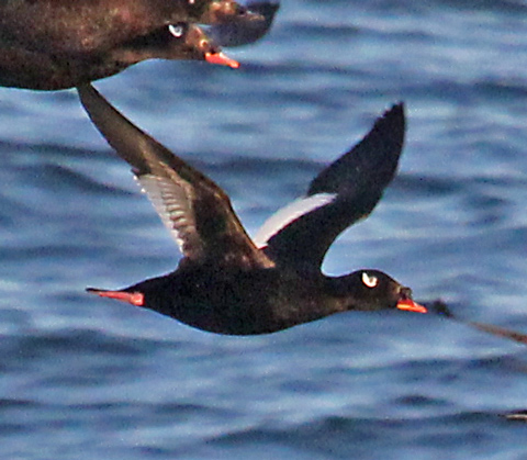 Stejneger's Scoter - Gambell, St. Lawrence Island, Alaska - May, 2016 Scoter