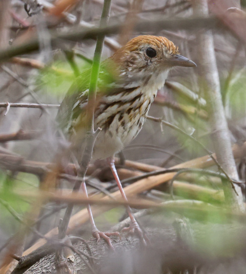Watkins's Antpitta