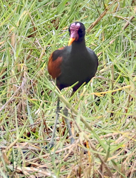 Wattled Jacana