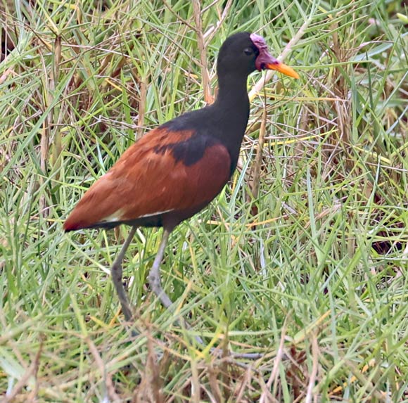 Wattled Jacana