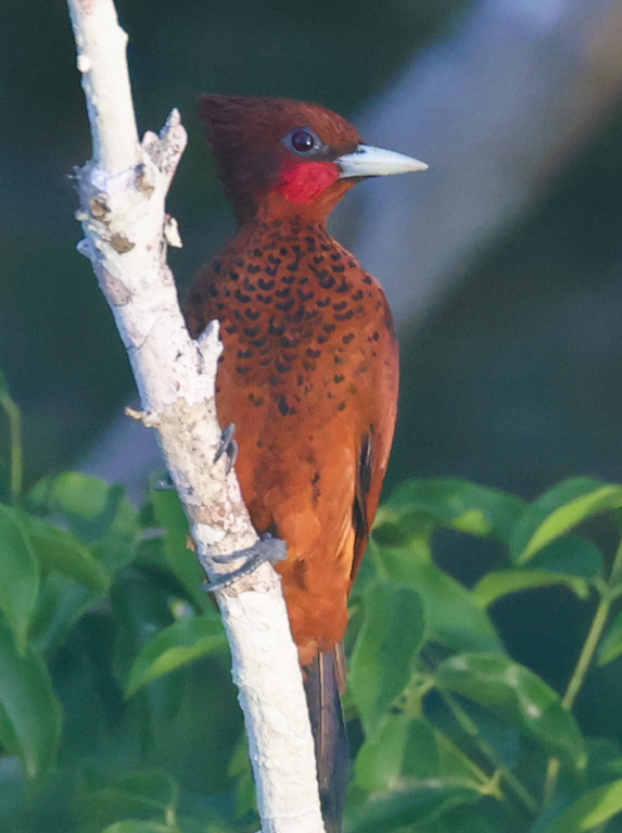 Waved Woodpecker