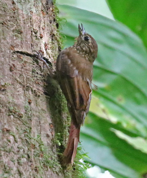 Wedge-billed Woodcreeper