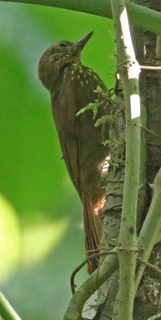 Wedge-billed Woodcreeper