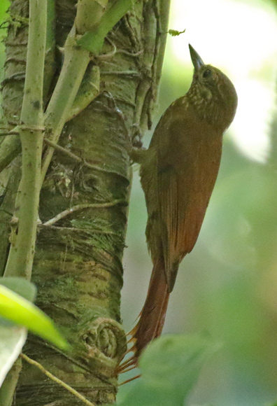 Wedge-billed Woodcreeper