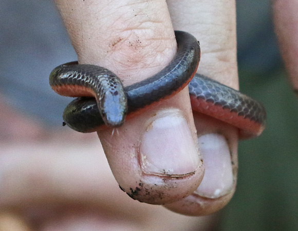Western Worm Snake