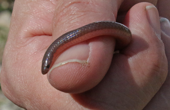 Western Worm Snake