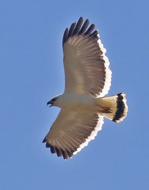 White Hawk
