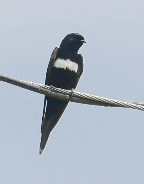 White-banded Swallow