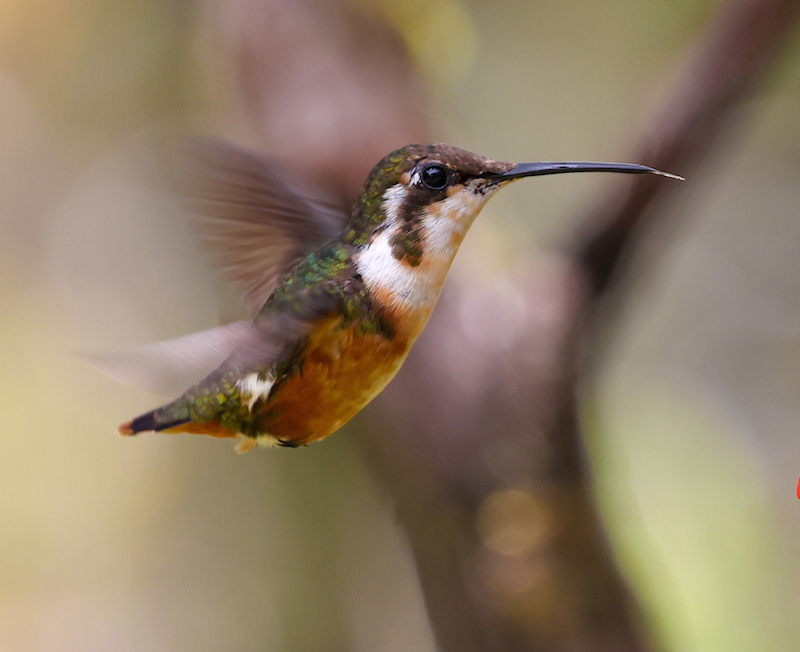 White-bellied Woodstar