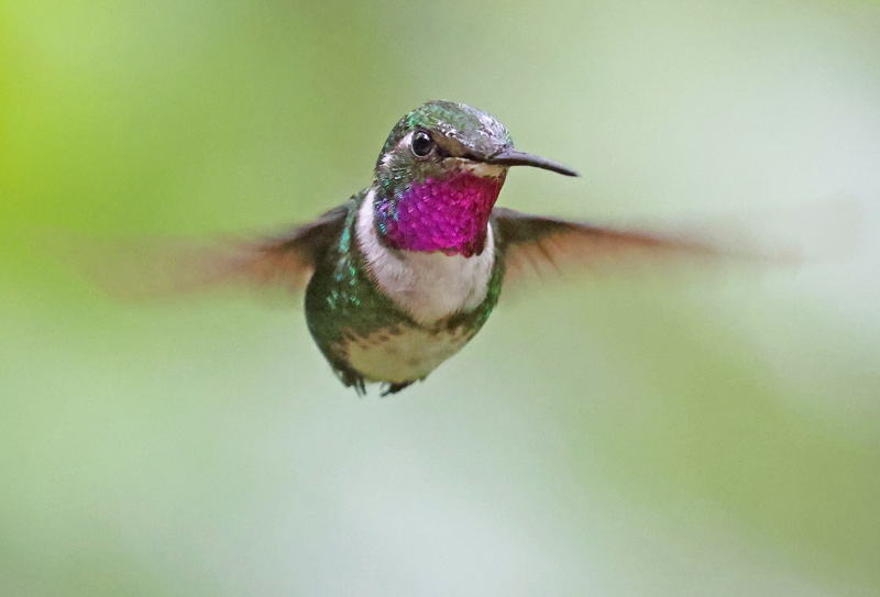 White-bellied Woodstar