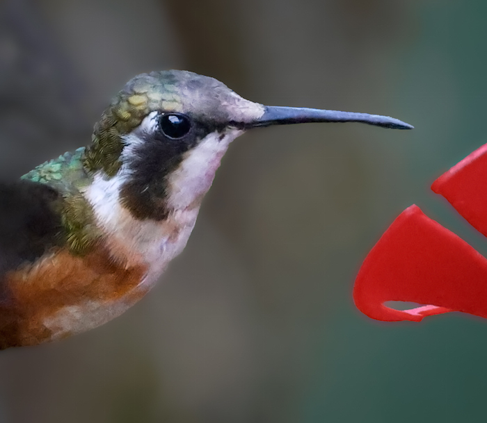 White-bellied Woodstar