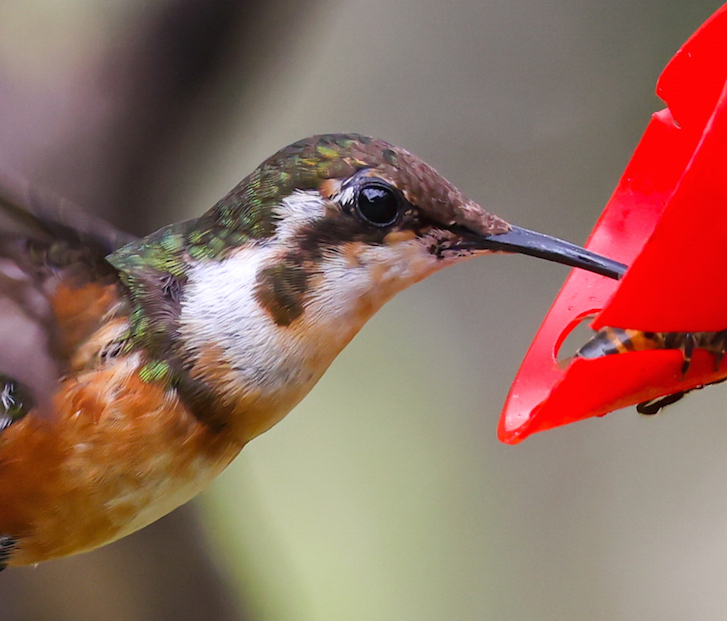 White-bellied Woodstar