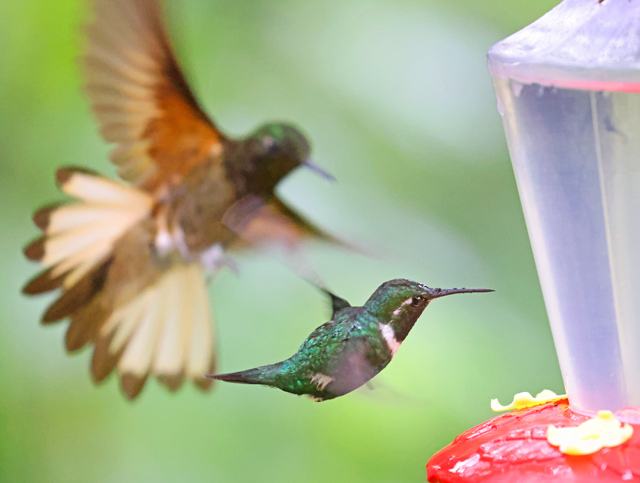 White-bellied Woodstar