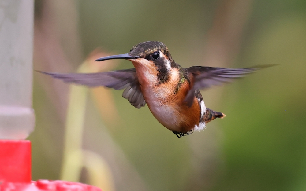White-bellied Woodstar