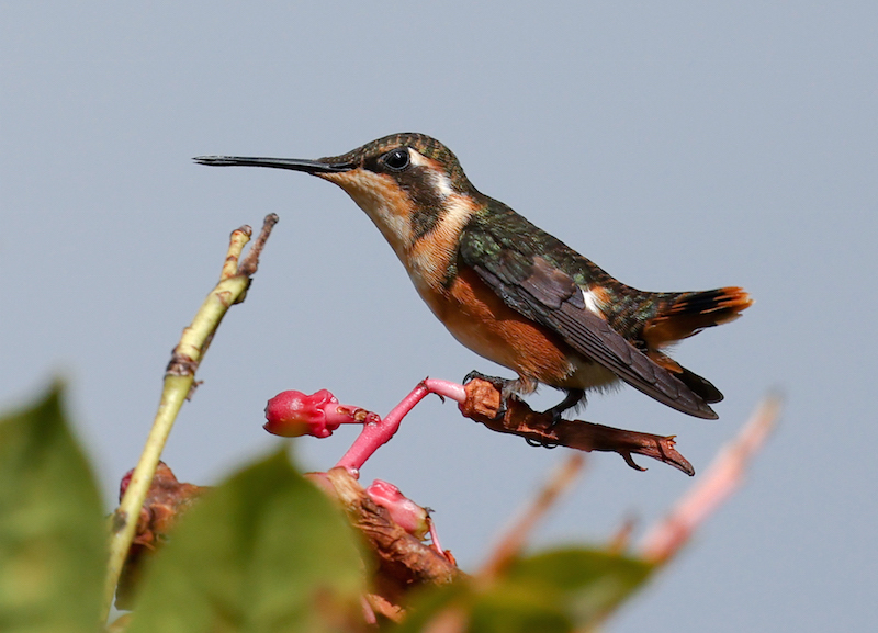 White-bellied Woodstar