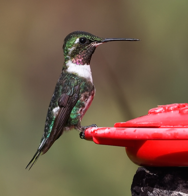 White-bellied Woodstar