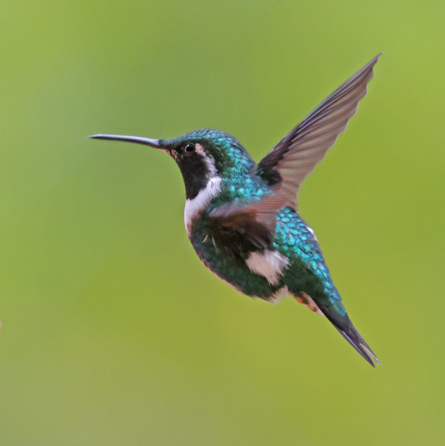 White-bellied Woodstar