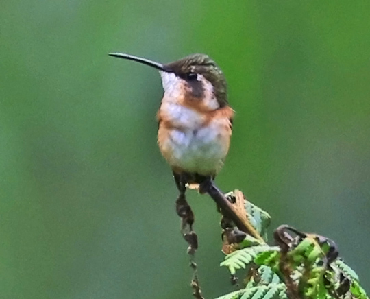 White-bellied Woodstar