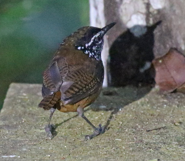 White-breasted Wood-wren
