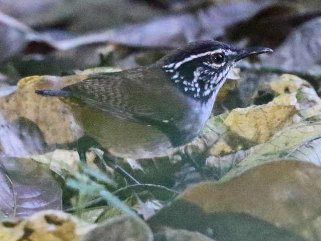 White-breasted Wood-wren