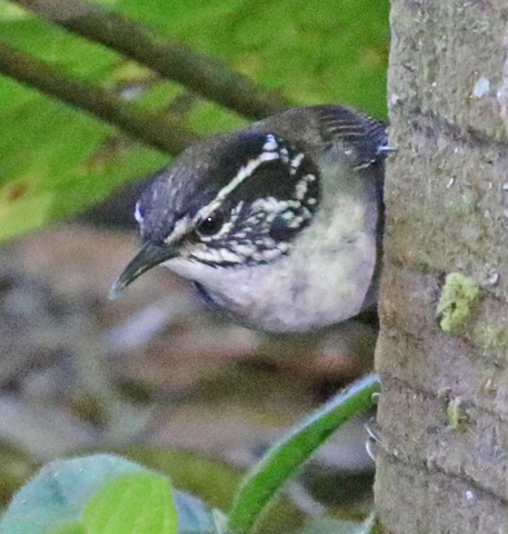White-breasted Wood-wren