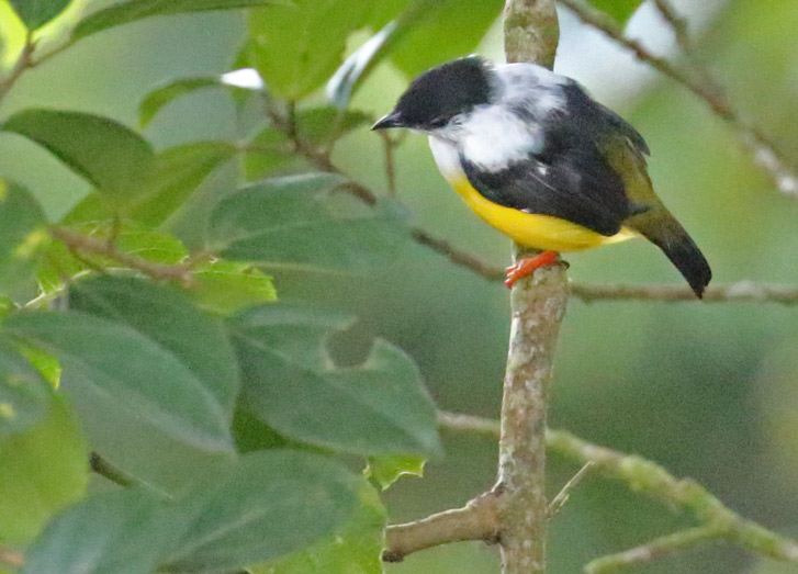 White-collared Manakin