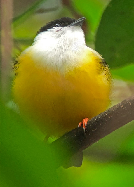 White-collared Manakin