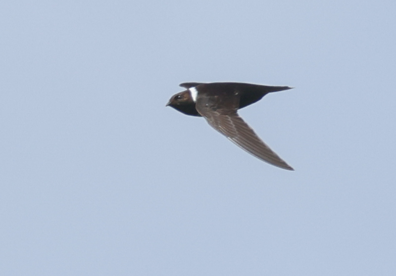 White-collared Swift
