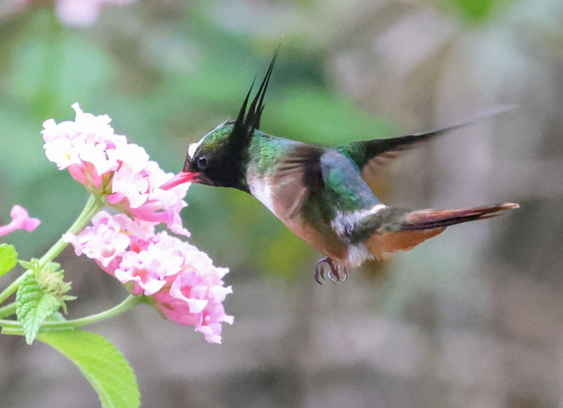 White-crested Coquette