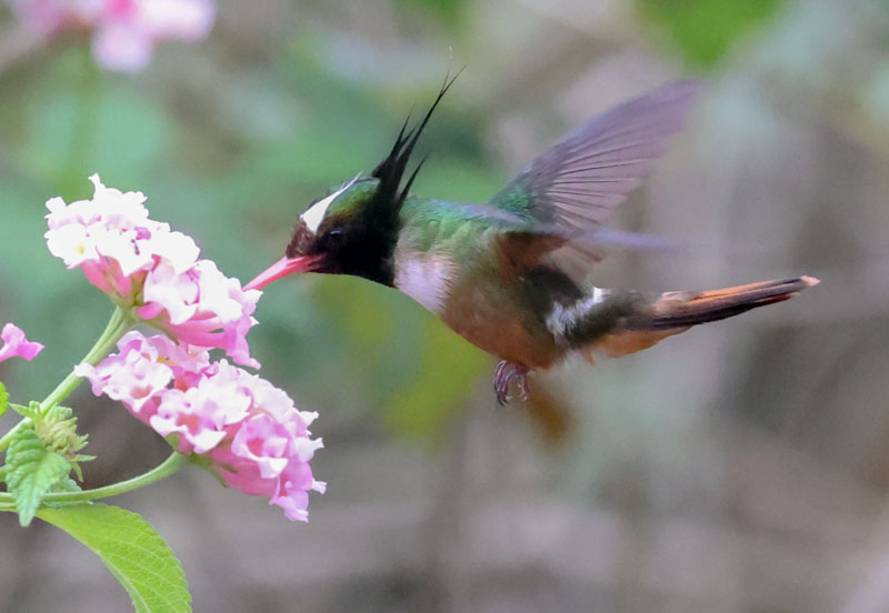 White-crested Coquette