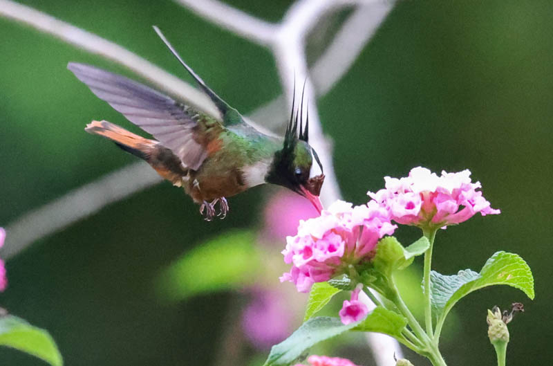 White-crested Coquette