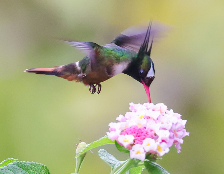 White-crested Coquette
