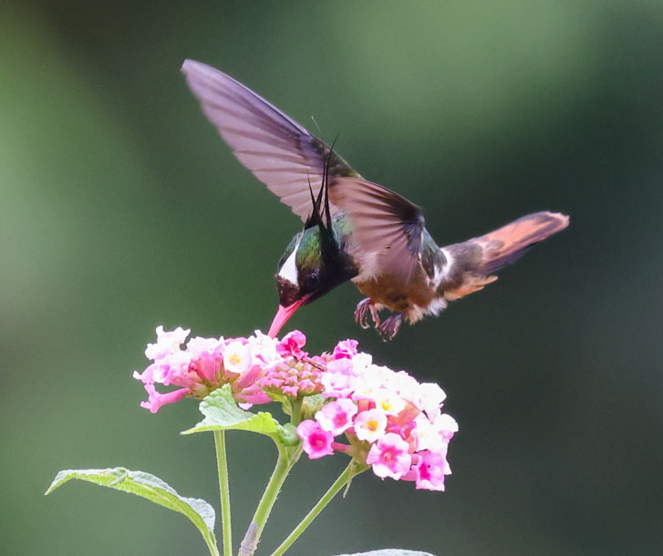 White-crested Coquette
