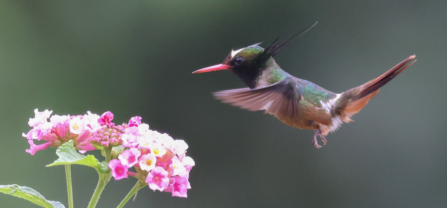 White-crested Coquette